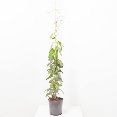 STEPHANOTIS MACETA 5L