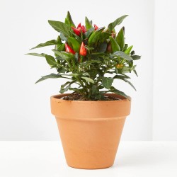 PIMIENTO ORNAMENTAL