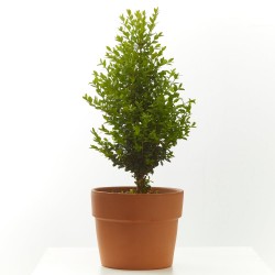 BOJ SEMPERVIRENS SUFRUTICOSA