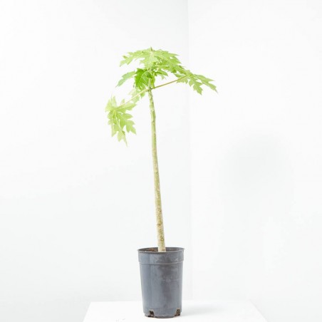 PAPAYA MACETA 6L