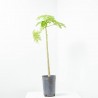 PAPAYA MACETA 6L