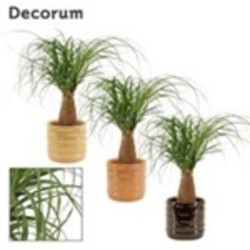 BEAUCARNEA C/CUBRE COFFEE M-12