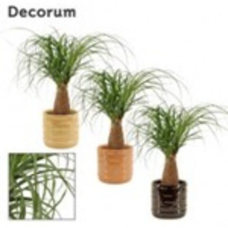 BEAUCARNEA C/CUBRE COFFEE M-12