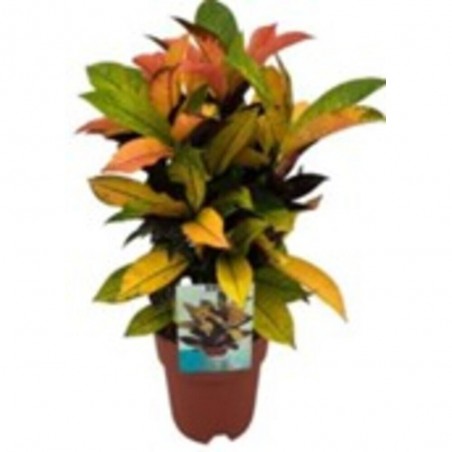 CROTON ICETON M-17