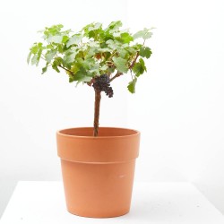 PARRA MEDITERRÁNEA TARRINA 20CM