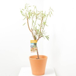 ALMENDRO ENANO MACETA 5L
