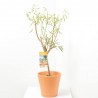 ALMENDRO ENANO MACETA 5L