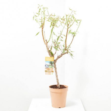 ALMENDRO ENANO MACETA 5L
