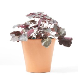 HEUCHERA 2L