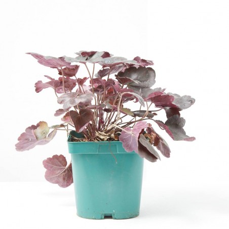 HEUCHERA 2L