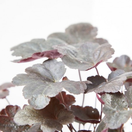 HEUCHERA 2L