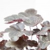 HEUCHERA 2L