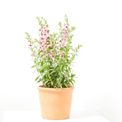 ANGELONIA 3L