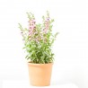 ANGELONIA 3L
