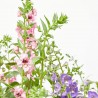 ANGELONIA 3L