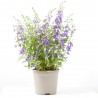 ANGELONIA 3L