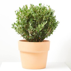 ILEX CRENATA 5L CAROLINE UPRIGHT