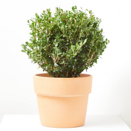 ILEX CRENATA 5L CAROLINE UPRIGHT