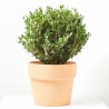 ILEX CRENATA 5L CAROLINE UPRIGHT