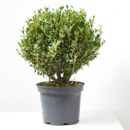 ILEX CRENATA 5L CAROLINE UPRIGHT