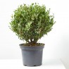 ILEX CRENATA 5L CAROLINE UPRIGHT