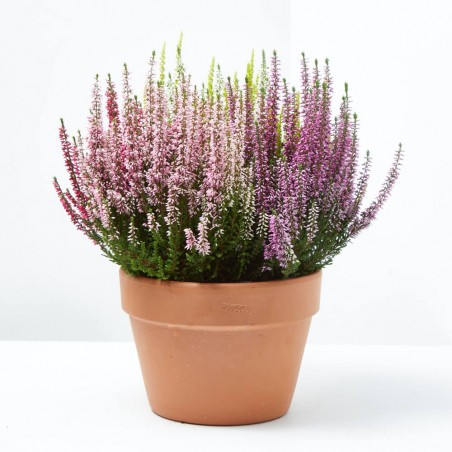 CALLUNA HIGH FIVE MACETA 3L