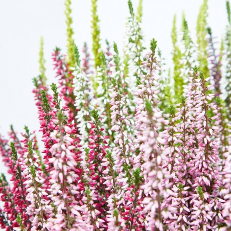 CALLUNA HIGH FIVE MACETA 3L