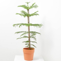 ARAUCARIA MACETA 4L