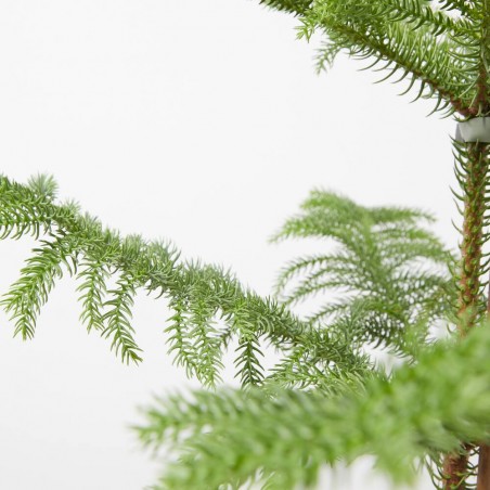 ARAUCARIA MACETA 4L