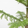 ARAUCARIA MACETA 4L