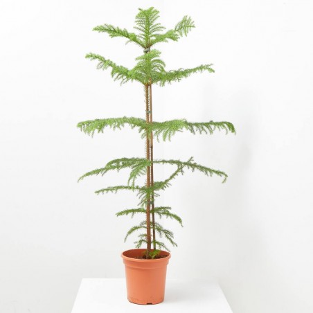 ARAUCARIA MACETA 4L