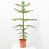 ARAUCARIA MACETA 4L