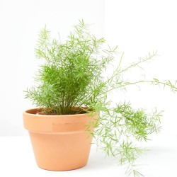 ESPARRAGUERA EXTERIOR