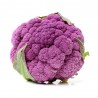 COLIFLOR MORADA HÍBRIDA F1 MORADA BANDEJA 6UDS