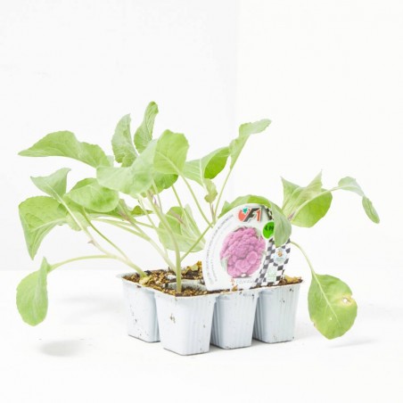 COLIFLOR MORADA HÍBRIDA F1 MORADA BANDEJA 6UDS