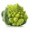 COLIFLOR ROMANESCO NAVONA HÍBRIDA F1 BANDEJA 6UDS