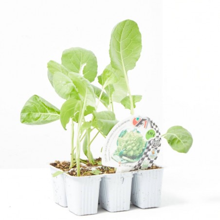 COLIFLOR ROMANESCO NAVONA HÍBRIDA F1 BANDEJA 6UDS