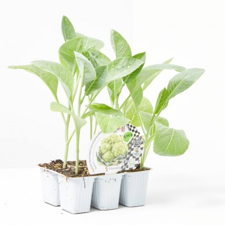 COLIFLOR VERDE TREVI HÍBRIDA F1 BANDEJA 6 UDS