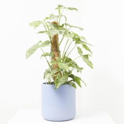 SYNGONIUM VARIEGADO C/TUTOR M-16