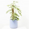 SYNGONIUM VARIEGADO C/TUTOR M-16