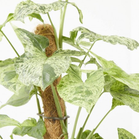 SYNGONIUM VARIEGADO C/TUTOR M-16