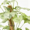 SYNGONIUM VARIEGADO C/TUTOR M-16
