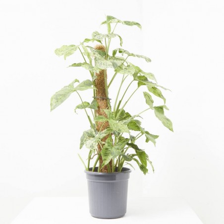 SYNGONIUM VARIEGADO C/TUTOR M-16