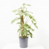 SYNGONIUM VARIEGADO C/TUTOR M-16