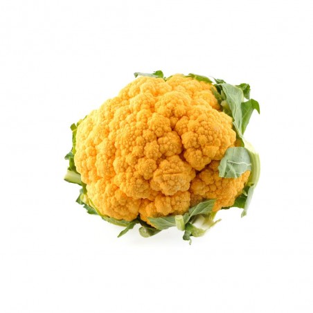 COLIFLOR NARANJA LISBOA HÍBRIDA F1 BANDEJA 6UDS