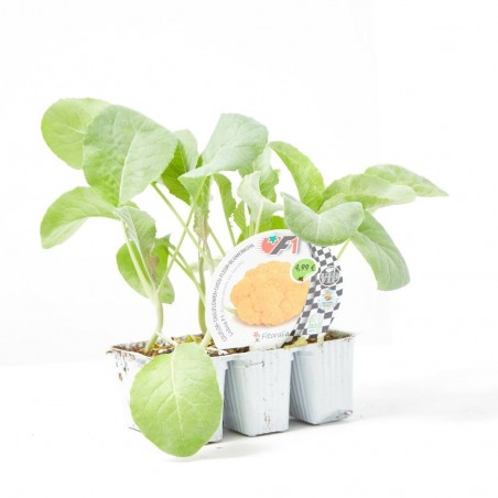 COLIFLOR NARANJA LISBOA HÍBRIDA F1 BANDEJA 6UDS