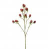 HIPERICO ROJO 60CM