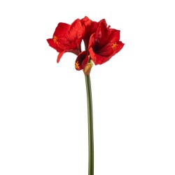 AMARYLLIS ROJO 62CM