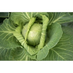 COL CORAZÓN DE BUEY M-11