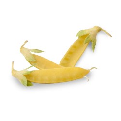 GUISANTE TIRABEQUE AMARILLO  M-11